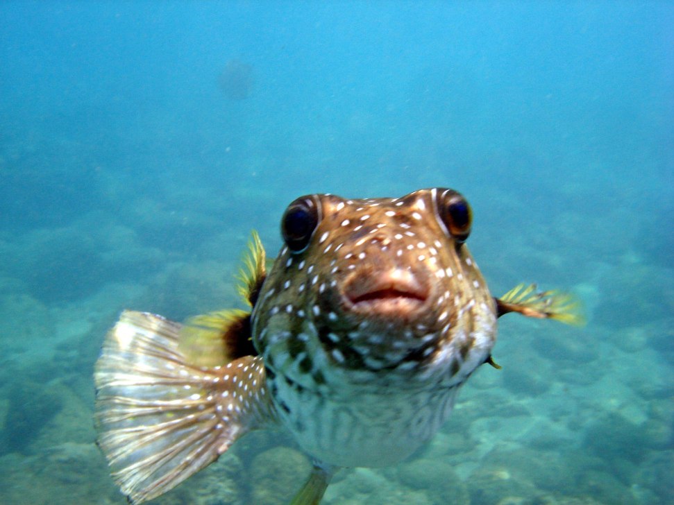 http://www.govisithawaii.com/2013/05/24/aloha-friday-photo-friendly-puffer-fish/
