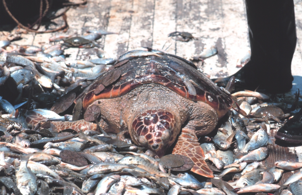 bycatch-turtle