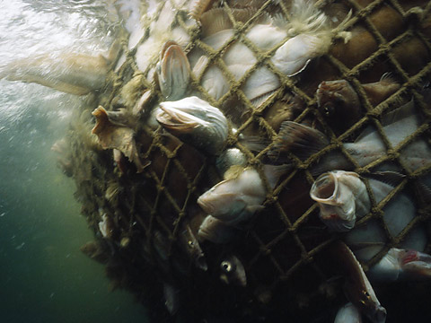 http://seawayblog.blogspot.hk/2009/03/overfishing-doom-of-our-oceans.html