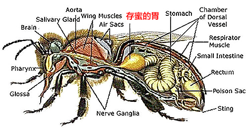 honeybee-stomach2