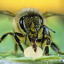 royal-jelly-eating-queen-bee