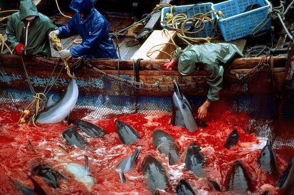 Dolphin Slaughter1